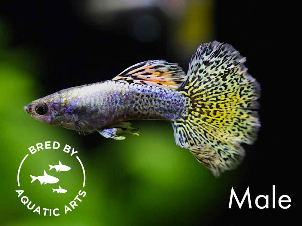 Golden Dragon Guppy (Poecilia reticulata) – Bred by Aquatic Arts™
