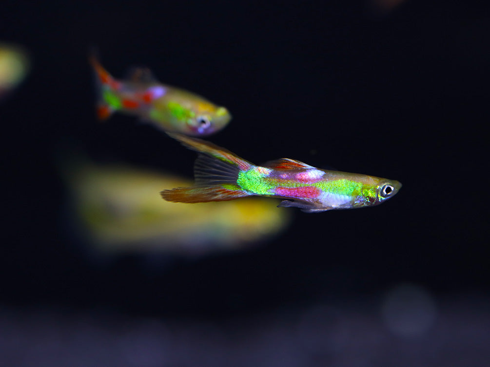 Golden Sword Guppy (Poecilia reticulata) - Tank Bred