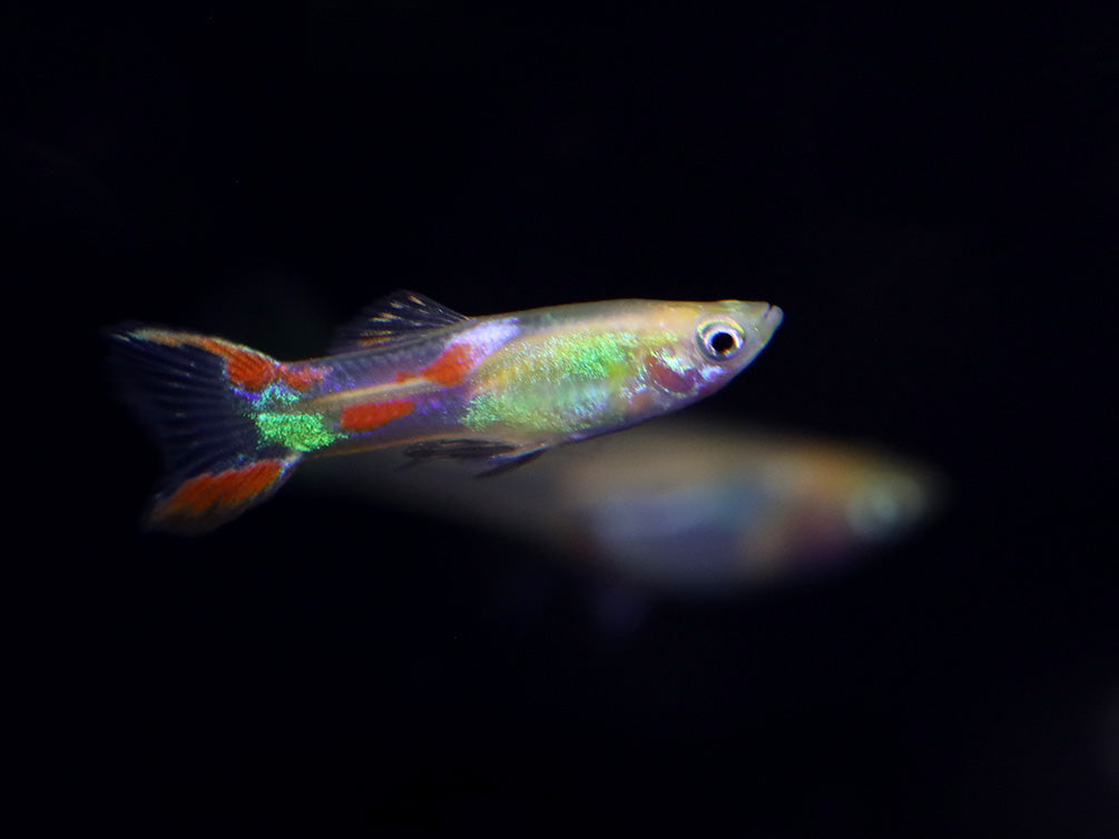 Golden Sword Guppy (Poecilia reticulata) - Tank Bred