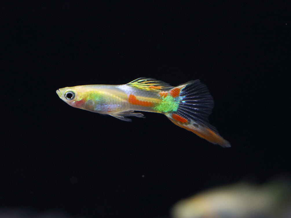 Golden Sword Guppy (Poecilia reticulata) - Tank Bred