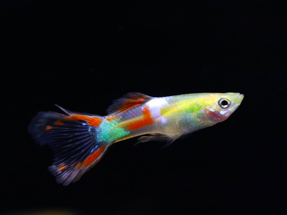 Golden Sword Guppy (Poecilia reticulata) - Tank Bred