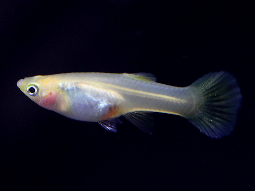 Golden Sword Guppy (Poecilia reticulata) - Tank Bred