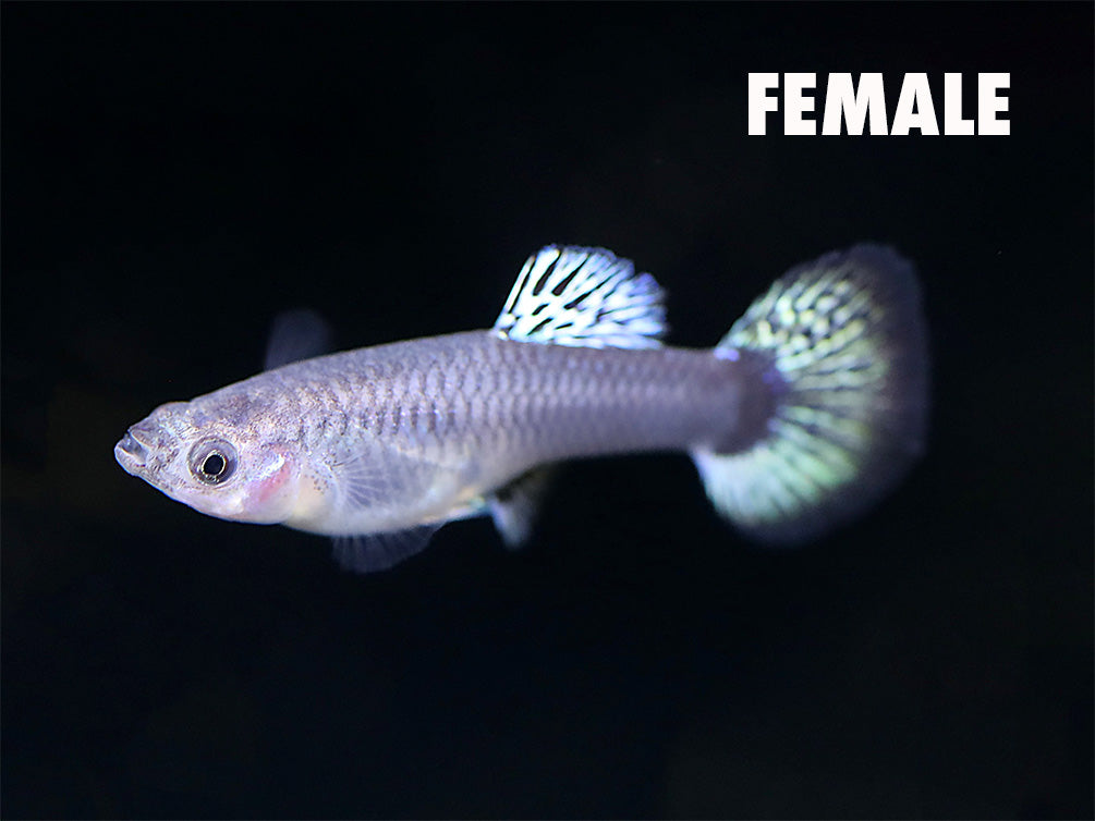 Golden Dragon Guppy (Poecilia reticulata) – Tank-Bred