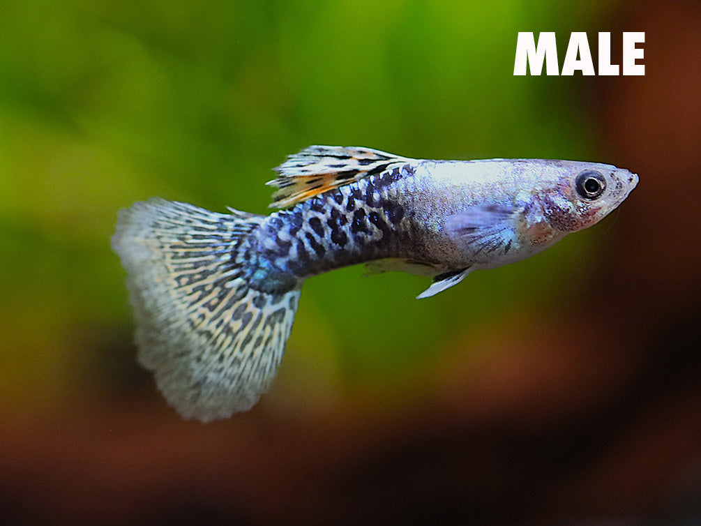 Golden Dragon Guppy (Poecilia reticulata) – Tank-Bred