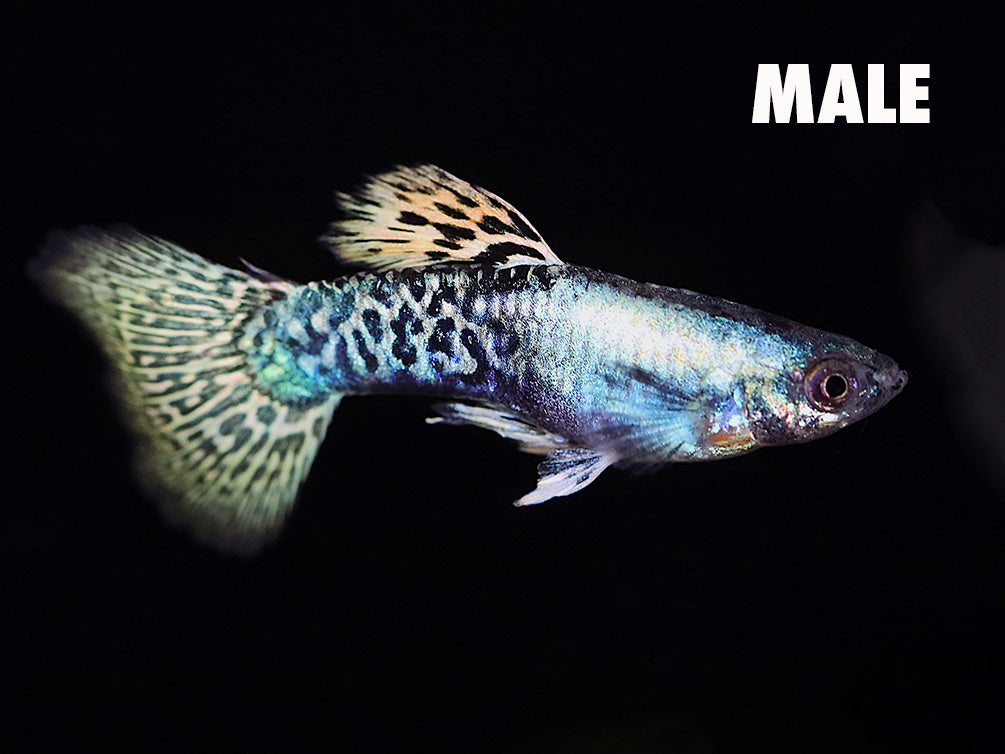 Golden Dragon Guppy (Poecilia reticulata) – Tank-Bred