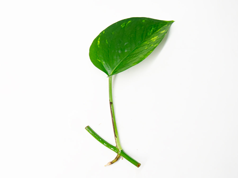 pothos plant leaves Golden Pothos (Epipremnum aureum) Bare Root -- Aquatic Arts