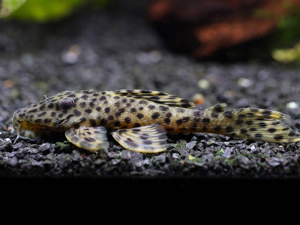 Golden Vampire Pleco (Leporacanthicus sp.)