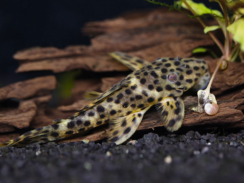 Golden Vampire Pleco (Leporacanthicus sp.)