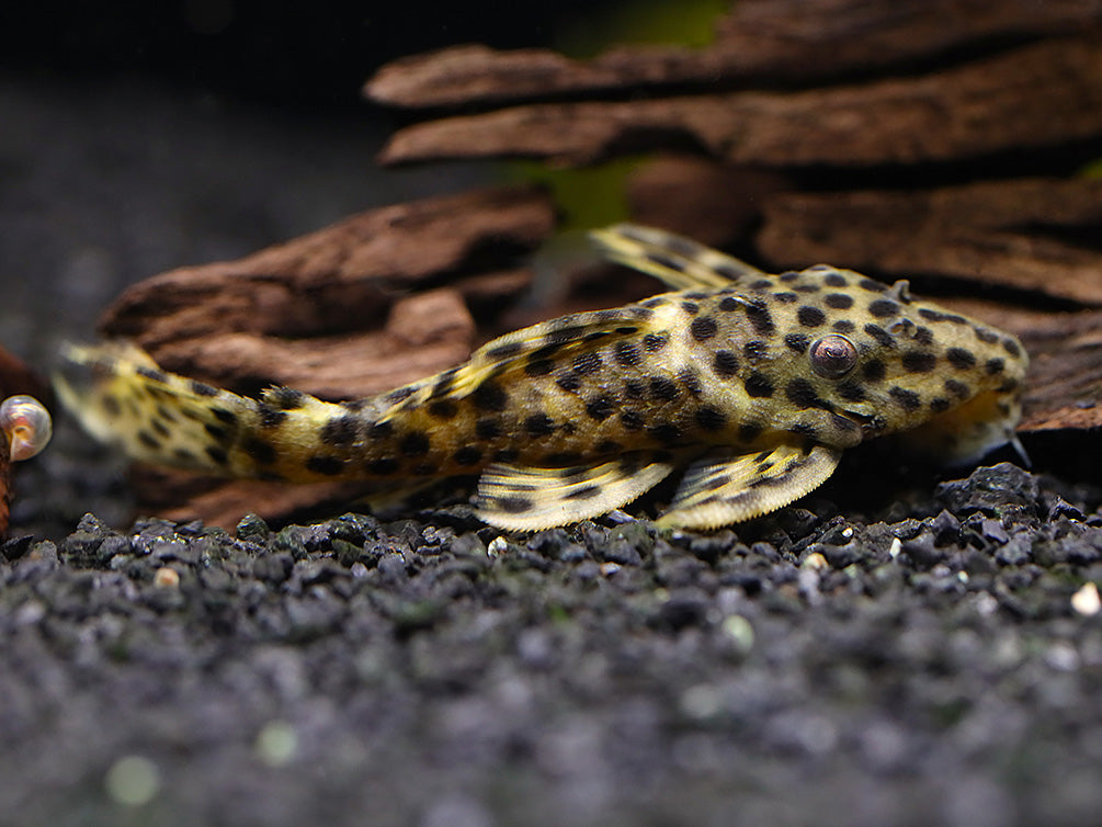 Golden Vampire Pleco (Leporacanthicus sp.)