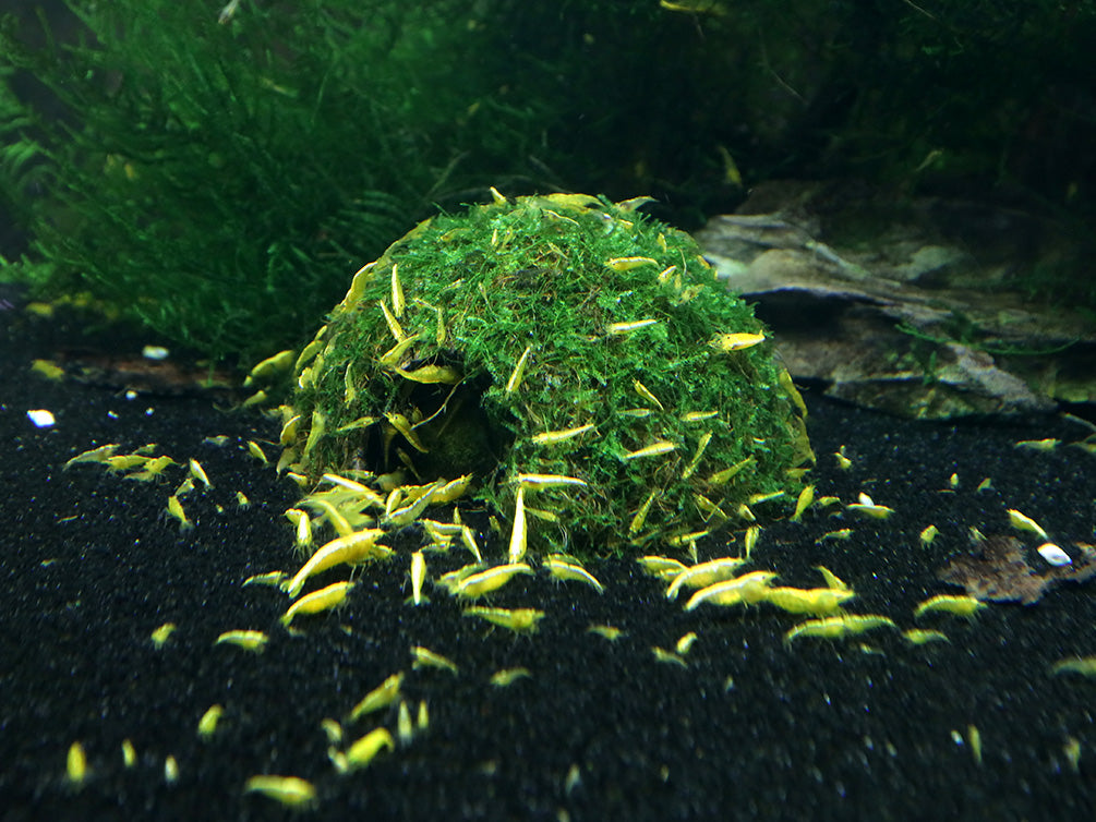 水草育成 Bucephalandra sp.Varigata narrow type PV YWJzOi8vZmlzaHlodWItcHVibGljL3