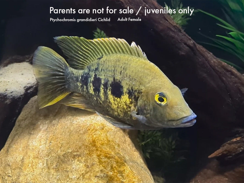 Ptychochromis grandidieri Cichlid – Locally Bred