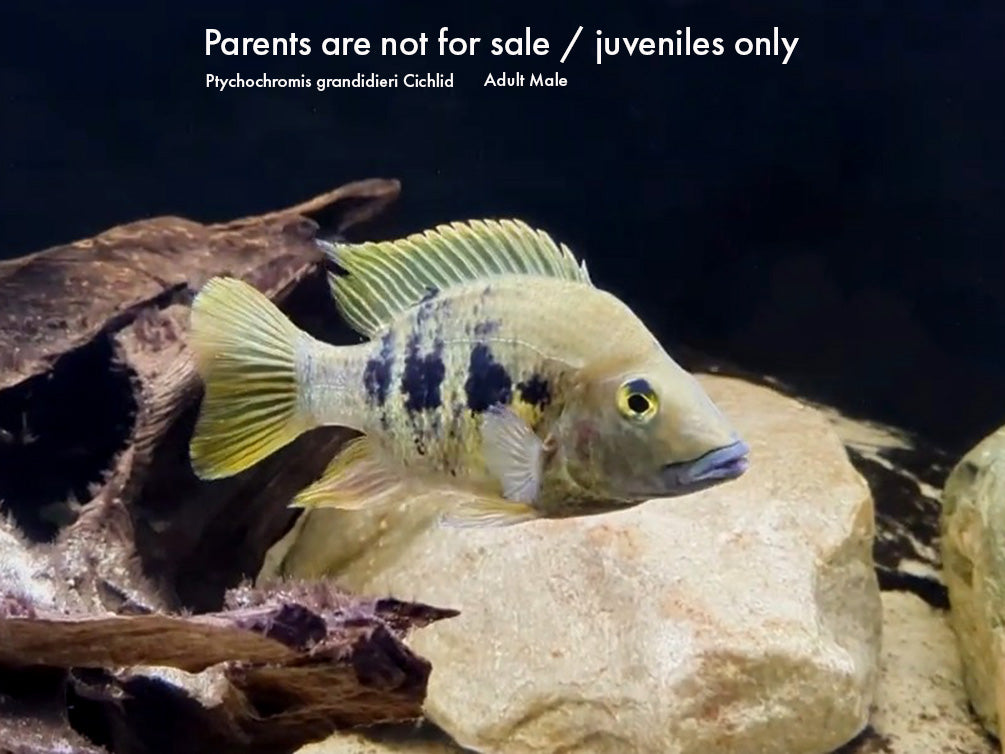 Ptychochromis grandidieri Cichlid – Locally Bred