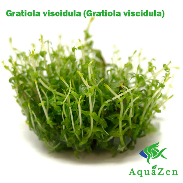 Gratiola viscidula (Gratiola viscidula) Tissue Culture