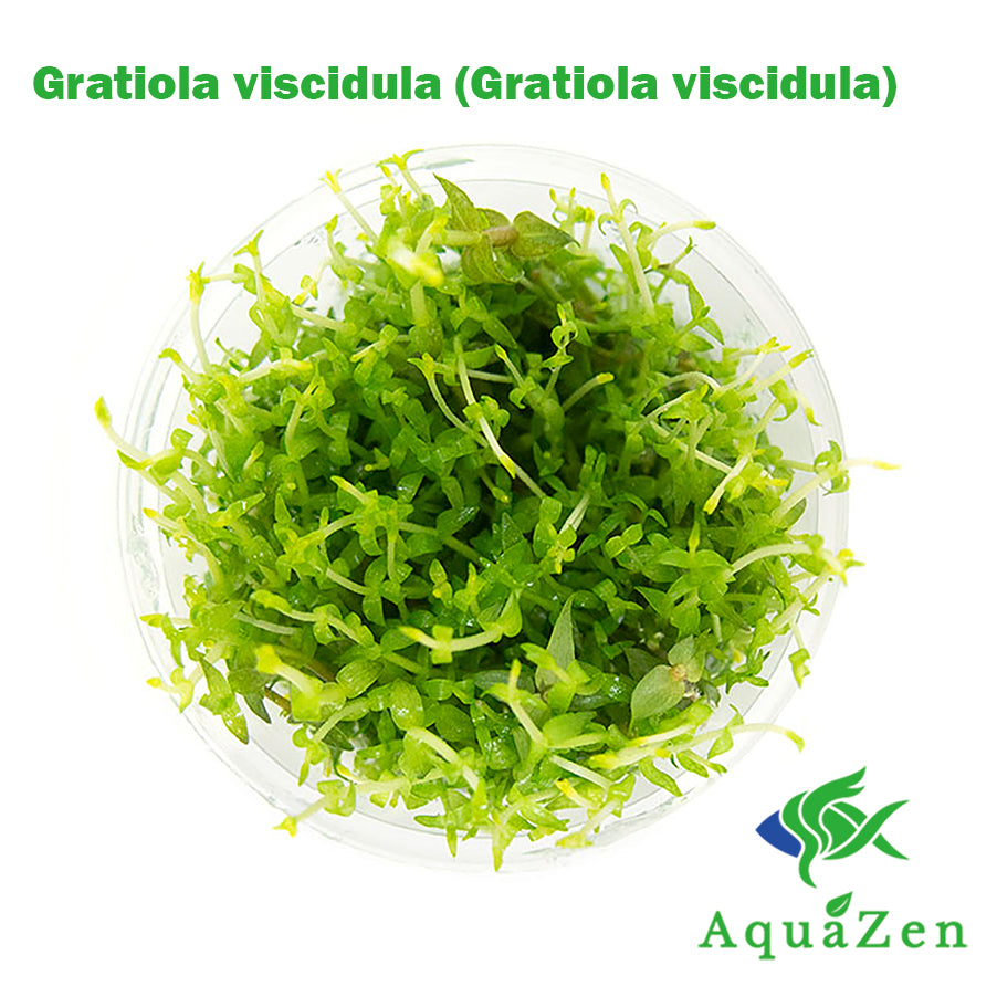 Gratiola viscidula (Gratiola viscidula) Tissue Culture