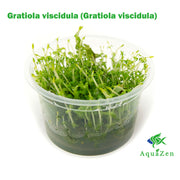 Gratiola viscidula (Gratiola viscidula) Tissue Culture