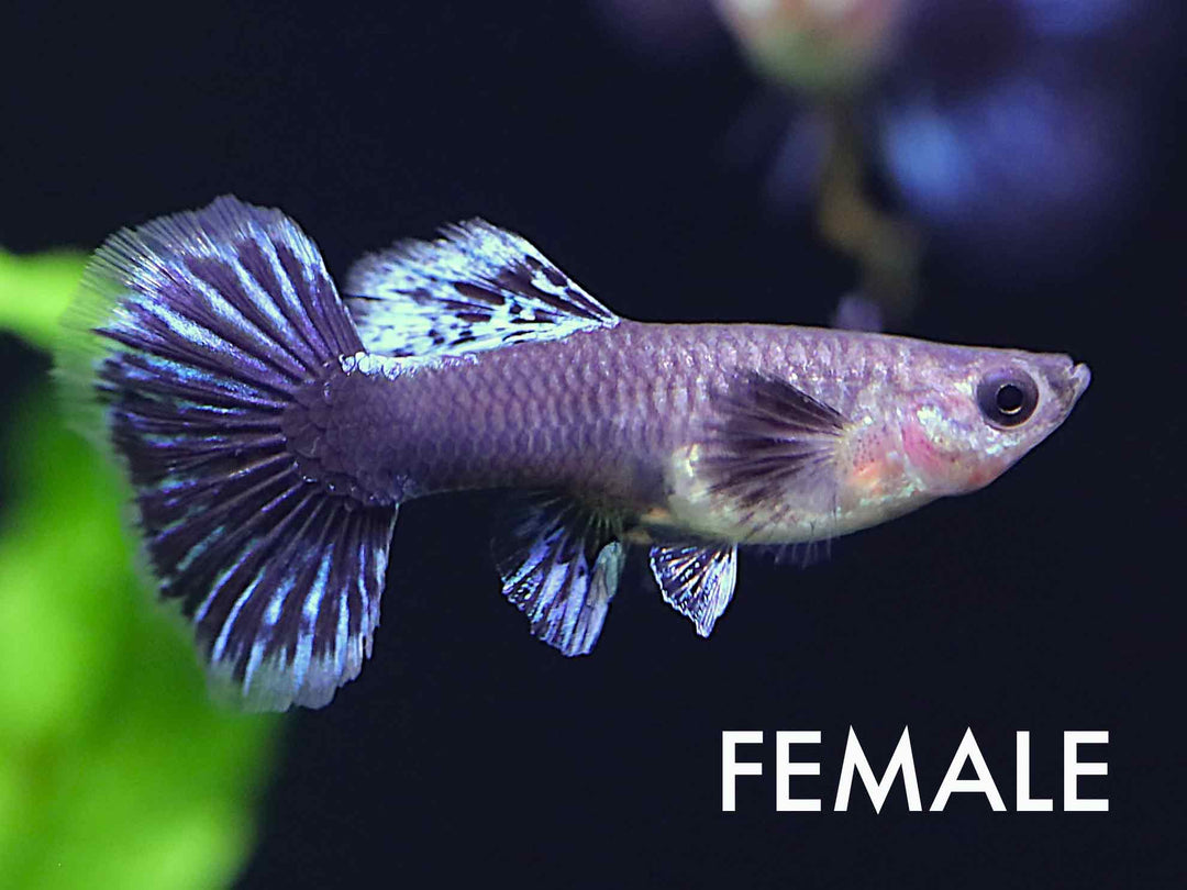 Green Ivory Guppy (Poecilia reticulata) – Tank Bred