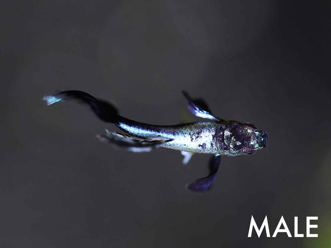Green Ivory Guppy (Poecilia reticulata) – Tank Bred