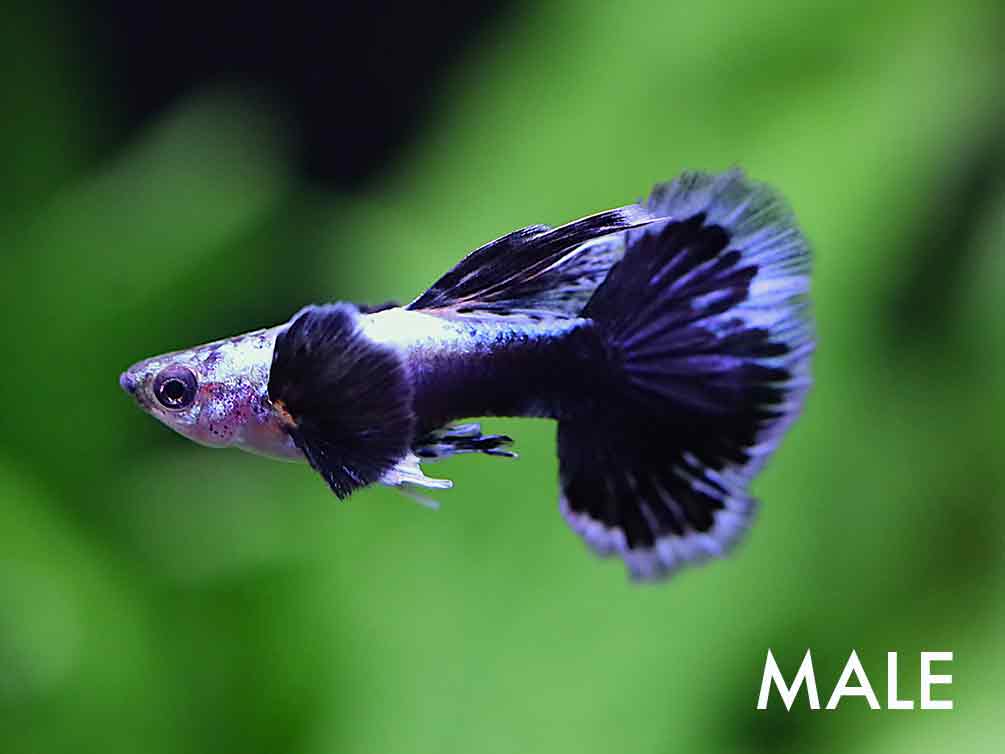 Green Ivory Guppy (Poecilia reticulata) – Tank Bred