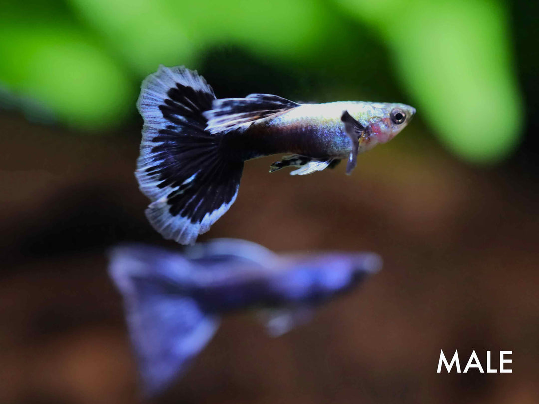 Green Ivory Guppy (Poecilia reticulata) – Tank Bred