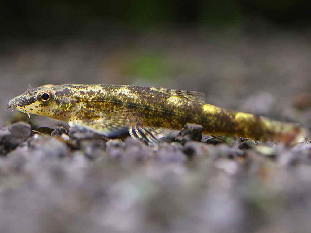 Alligator AKA Green Lizard Hillstream Loach (Homalopteroides tweediei)