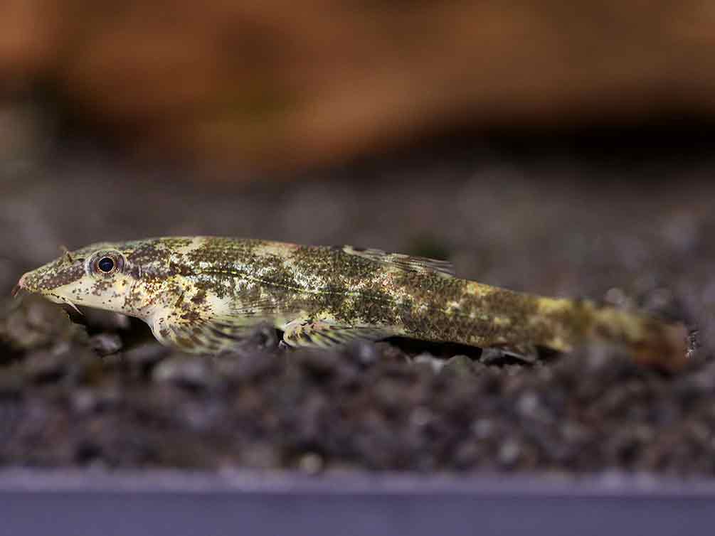 Alligator AKA Green Lizard Hillstream Loach (Homalopteroides tweediei)