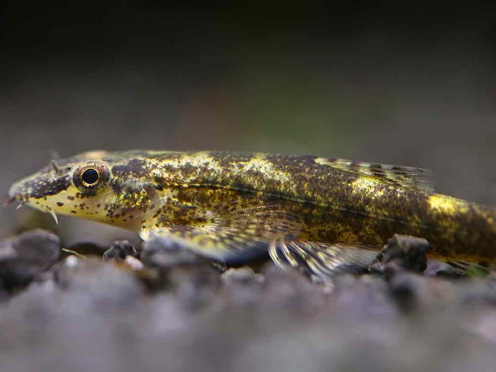 Alligator AKA Green Lizard Hillstream Loach (Homalopteroides tweediei)