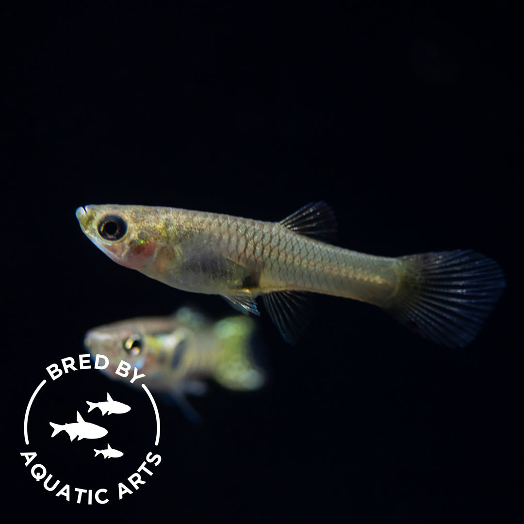 Green Cobra Guppy (Poecilia reticulata), Bredby: Aquatic Arts