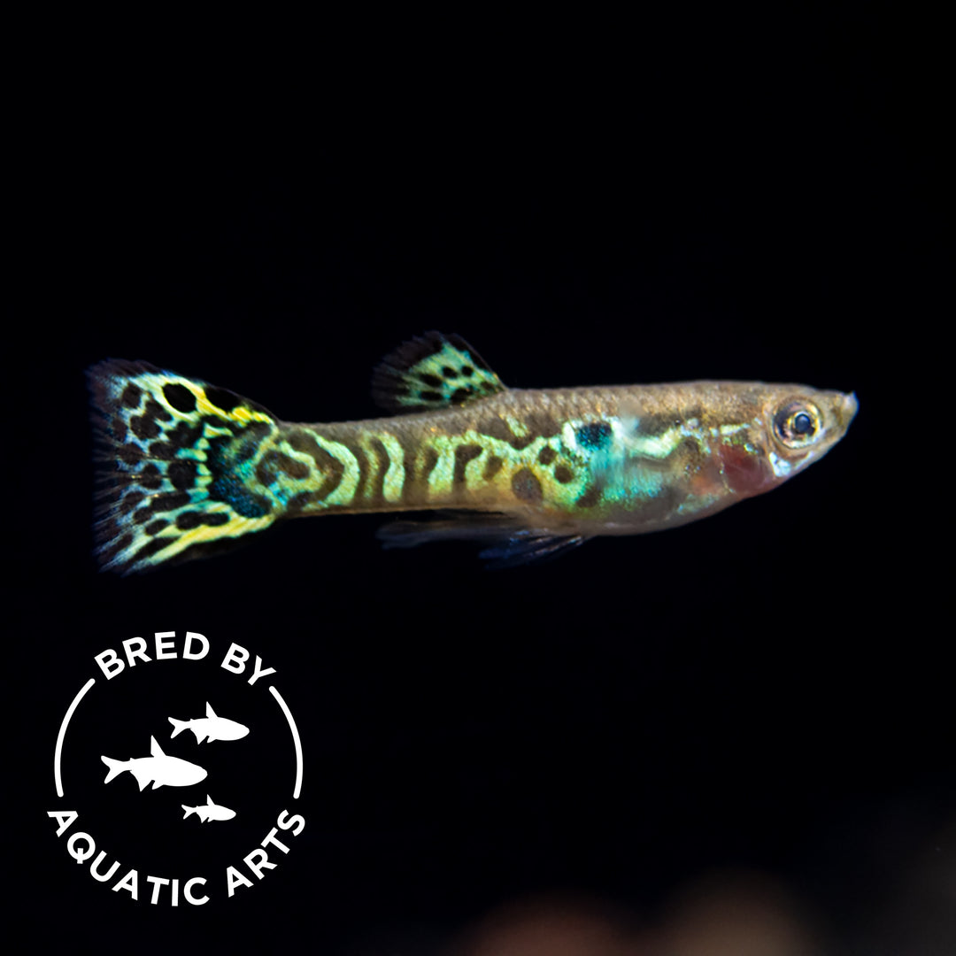 Green Cobra Guppy (Poecilia reticulata), Bredby: Aquatic Arts