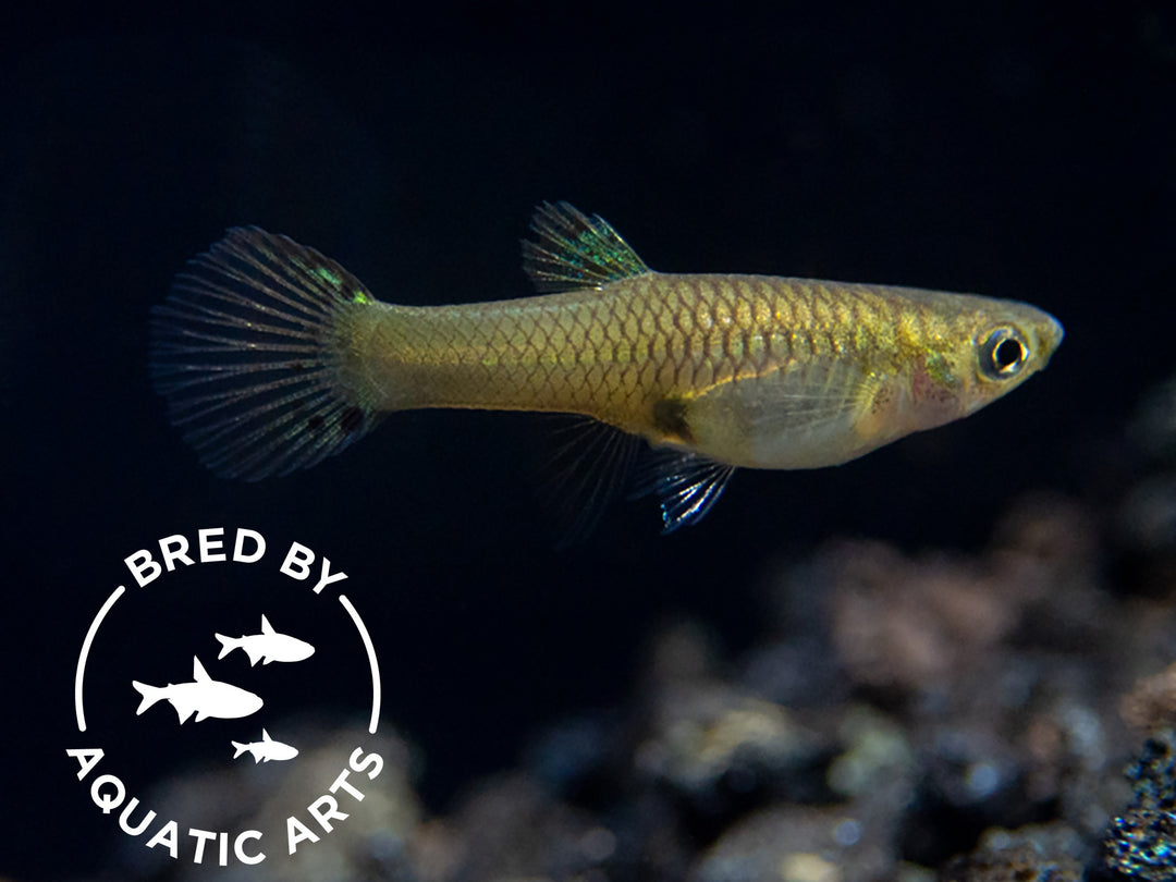 Green Cobra Guppy (Poecilia reticulata), Bredby: Aquatic Arts