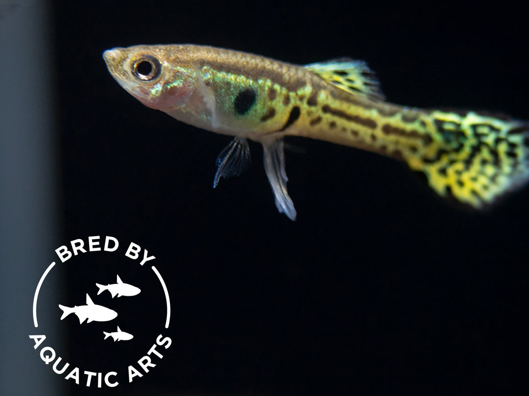 Green Cobra Guppy (Poecilia reticulata), Bredby: Aquatic Arts