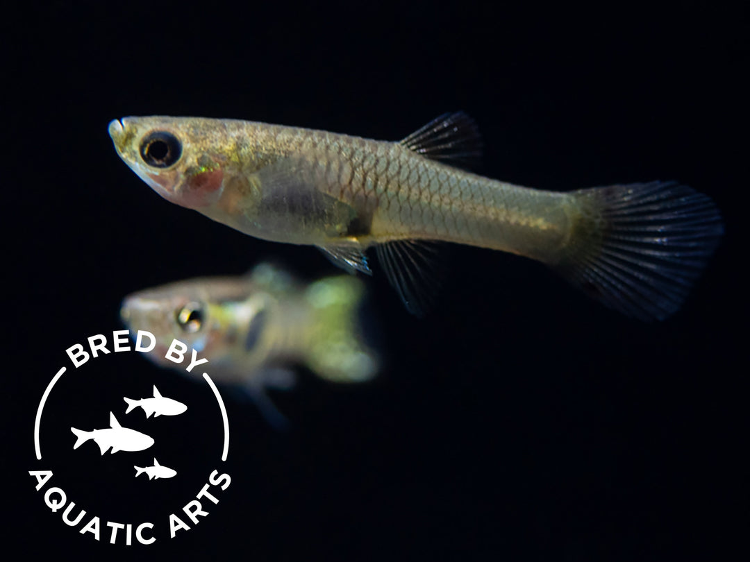 Green Cobra Guppy (Poecilia reticulata), Bredby: Aquatic Arts