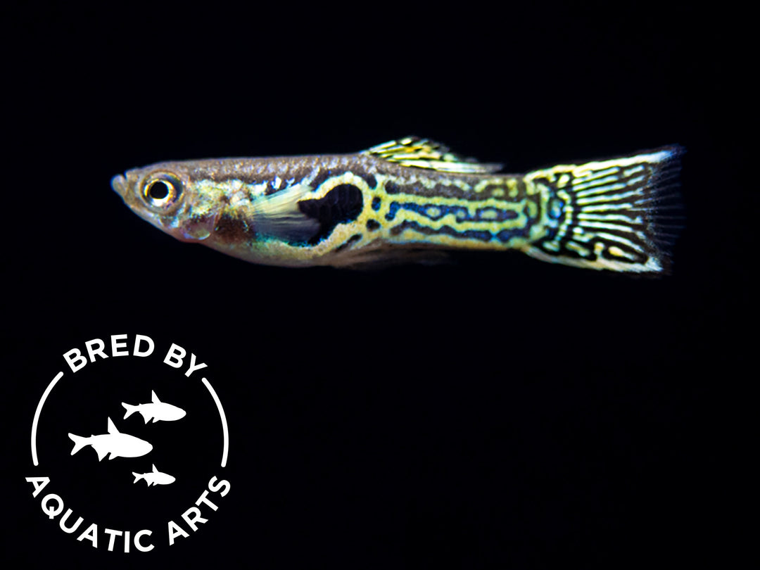 Green Cobra Guppy (Poecilia reticulata), Bredby: Aquatic Arts