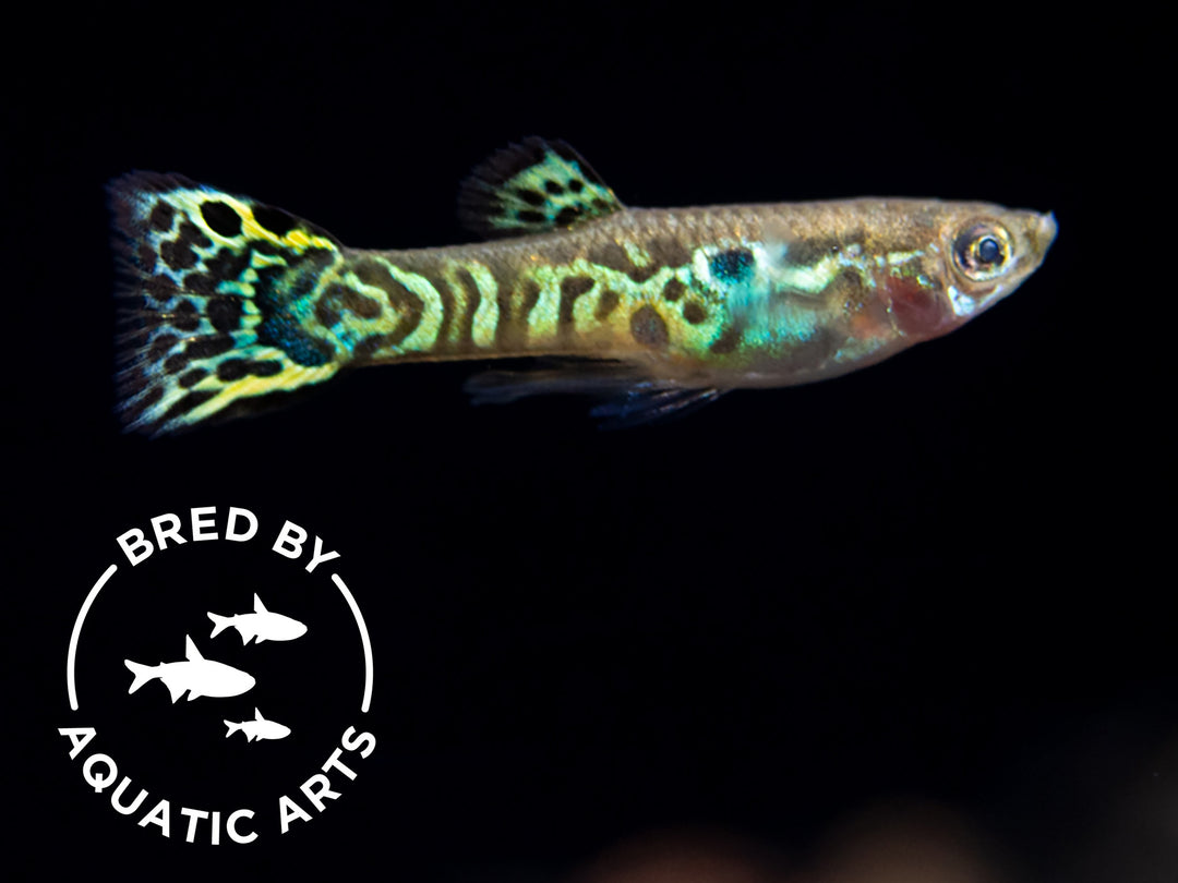Green Cobra Guppy (Poecilia reticulata), Bredby: Aquatic Arts