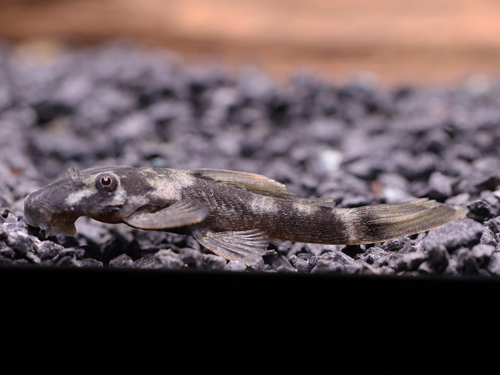 Green Dragon Bristlenose pleco ( ancistrus sp ) Tank Bred