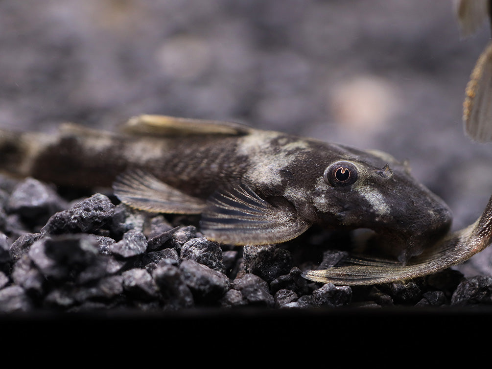 Green Dragon Bristlenose pleco ( ancistrus sp ) Tank Bred