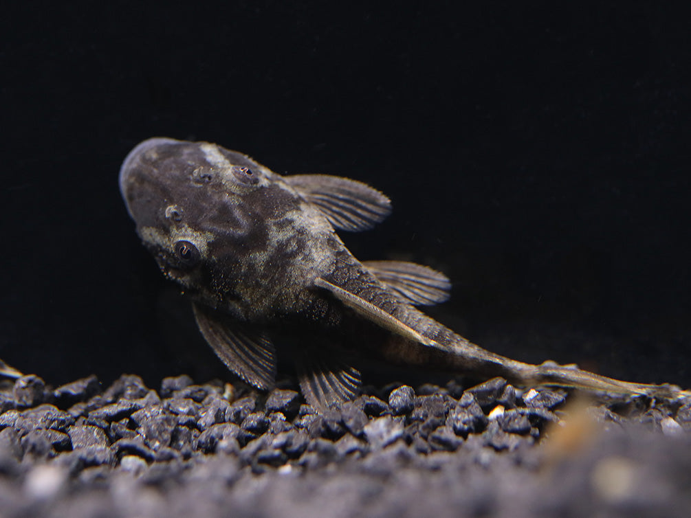 Green Dragon Bristlenose pleco ( ancistrus sp ) Tank Bred