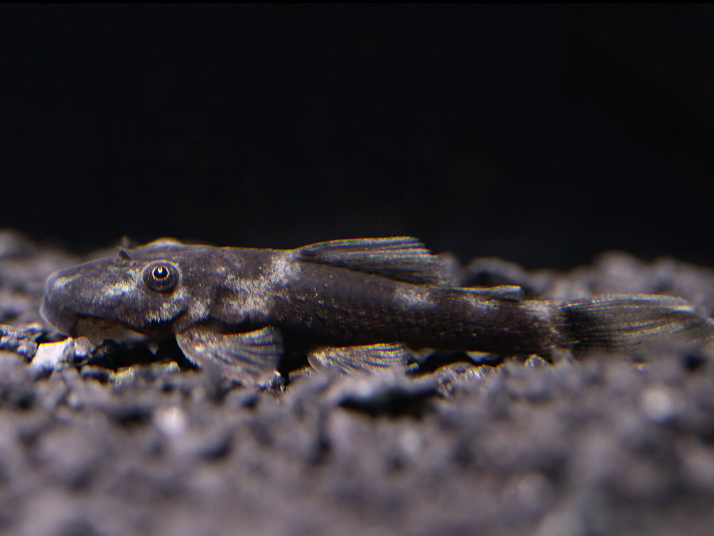 Green Dragon Bristlenose pleco ( ancistrus sp ) Tank Bred