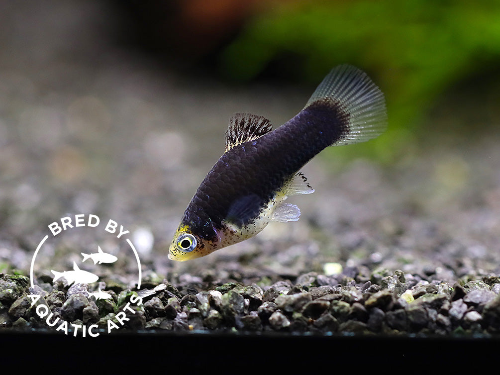 Green Lantern Platy (Xiphophorus maculatus) – Bred by Aquatic Arts