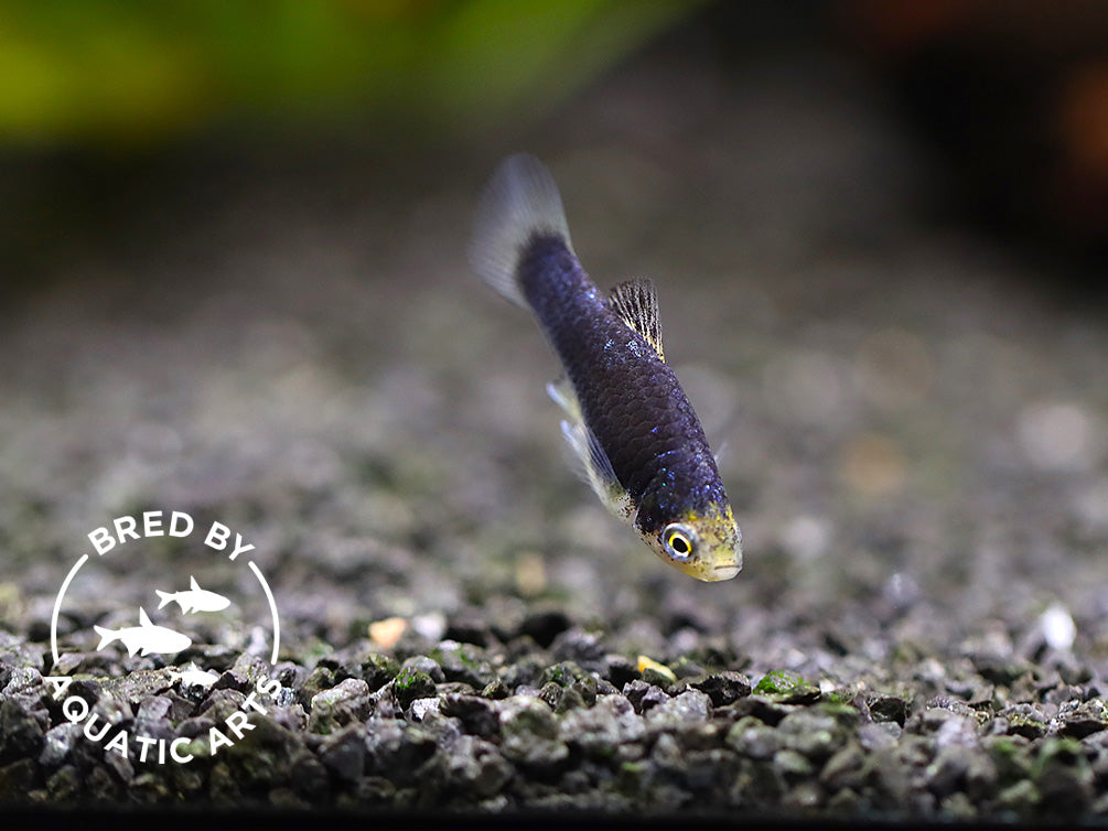 Green Lantern Platy (Xiphophorus maculatus) – Bred by Aquatic Arts