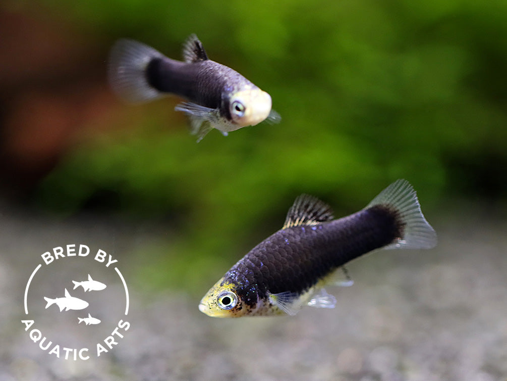 Green Lantern Platy