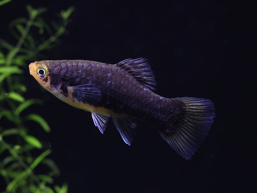 Green Lantern Platy  (Xiphophorus maculatus) –  Tank Bred