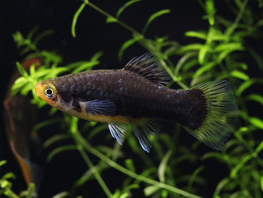 Green Lantern Platy  (Xiphophorus maculatus) –  Tank Bred