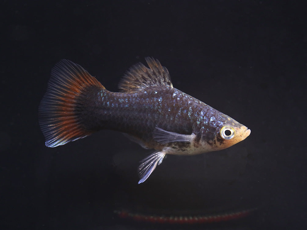 Green Lantern Platy  (Xiphophorus maculatus) –  Tank Bred