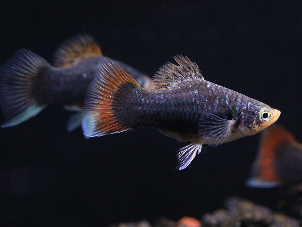 Green Lantern Platy  (Xiphophorus maculatus) –  Tank Bred