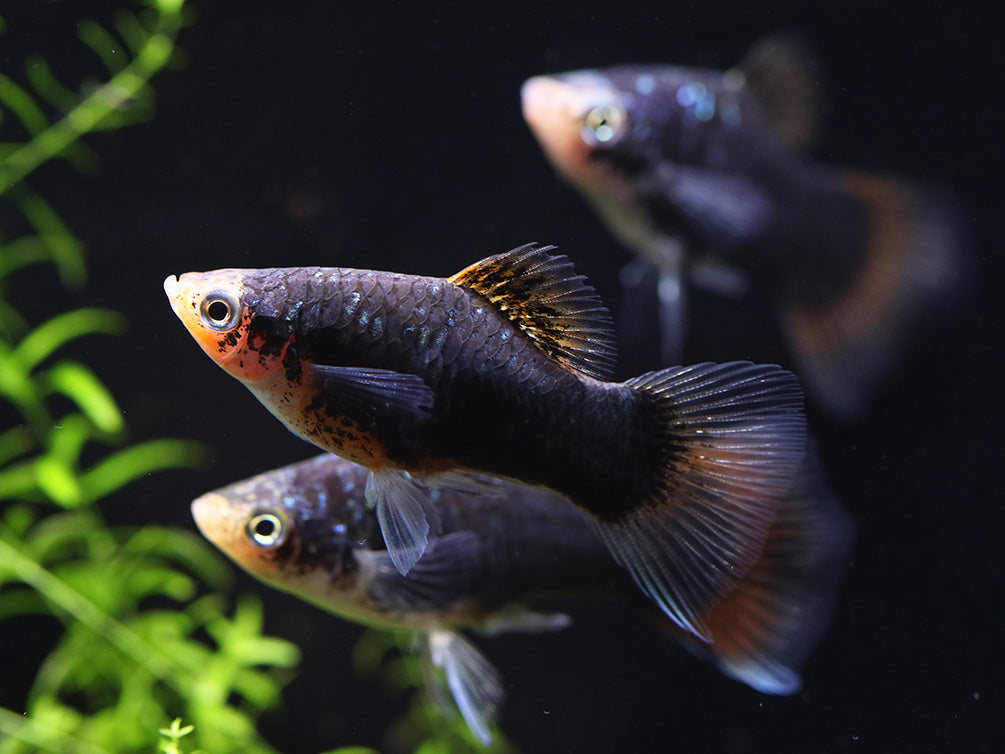 Green Lantern Platy  (Xiphophorus maculatus) –  Tank Bred