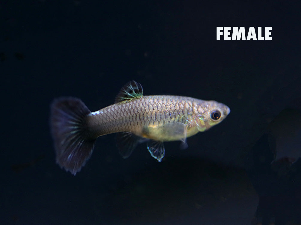 Green Moscow Halfmoon Guppy (Poecilia reticulata) – Tank-Bred