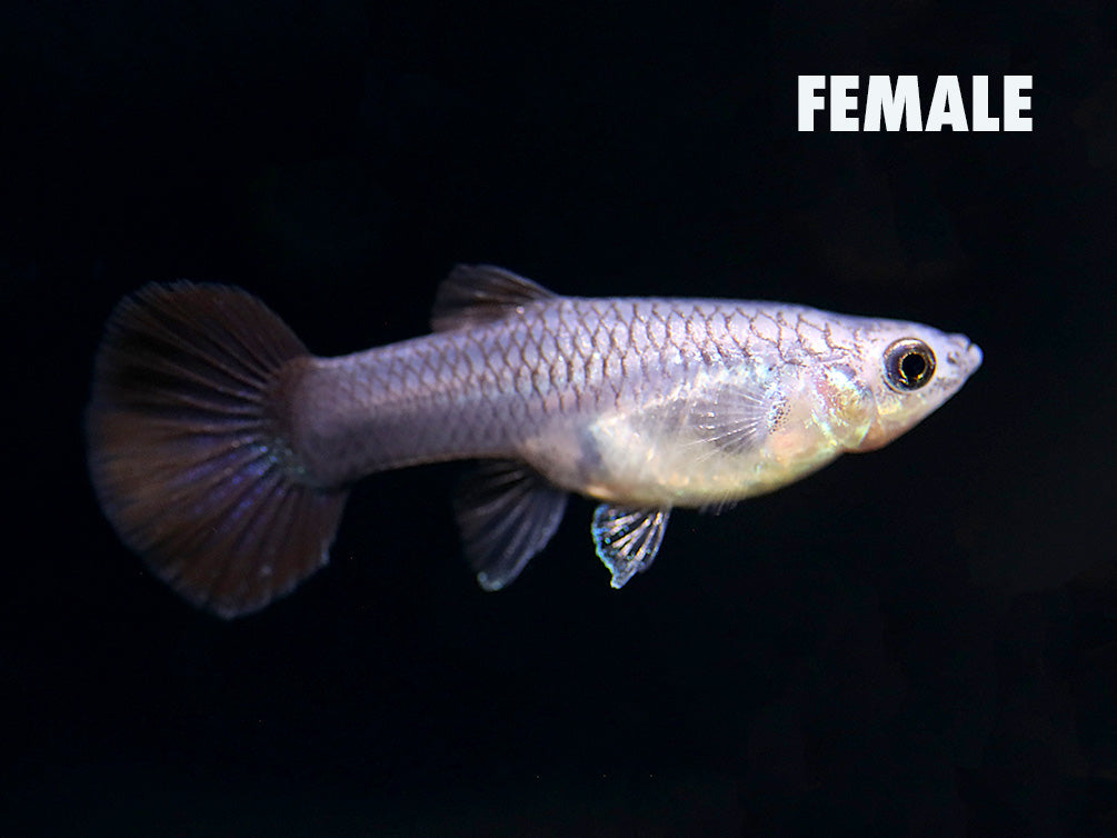 Green Moscow Halfmoon Guppy (Poecilia reticulata) – Tank-Bred