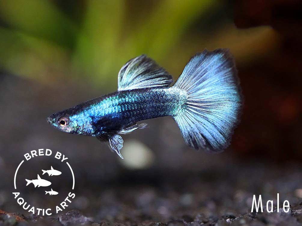 Green Moscow Guppy (Poecilia reticulata) – Bred by Aquatic Arts