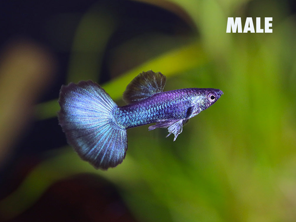 Green Moscow Halfmoon Guppy (Poecilia reticulata) – Tank-Bred