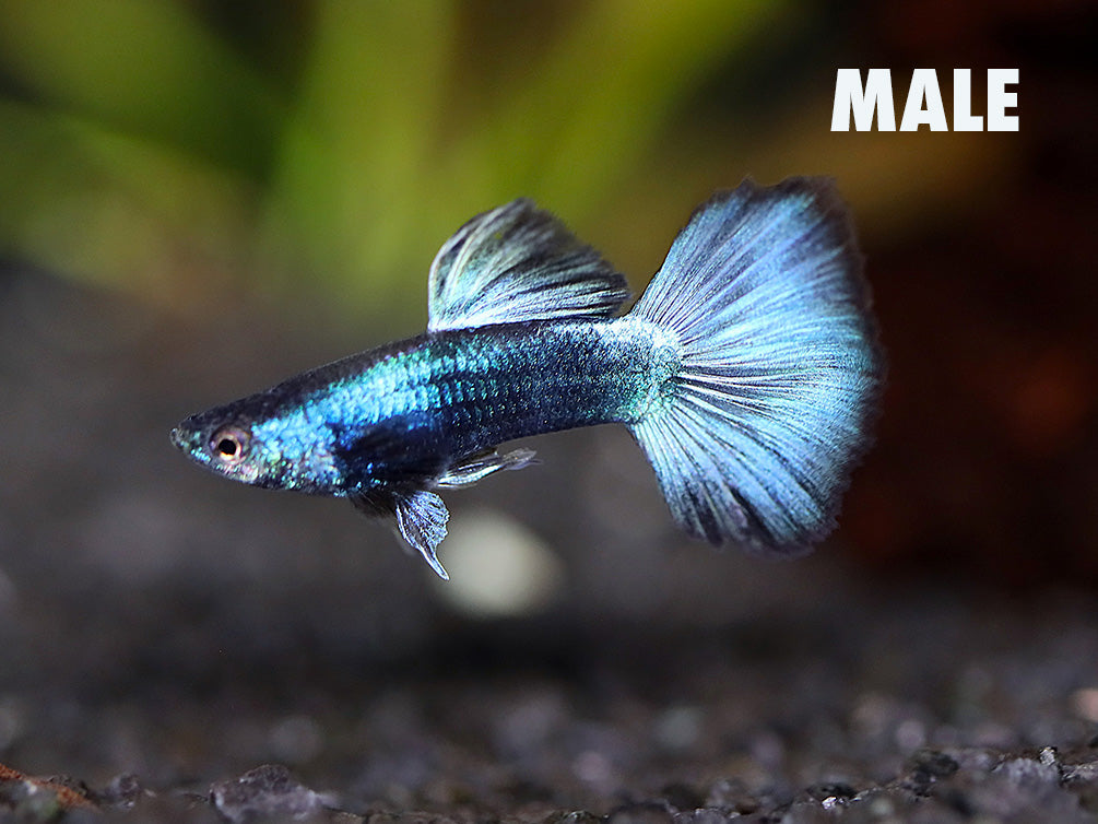 Green Moscow Halfmoon Guppy (Poecilia reticulata) – Tank-Bred